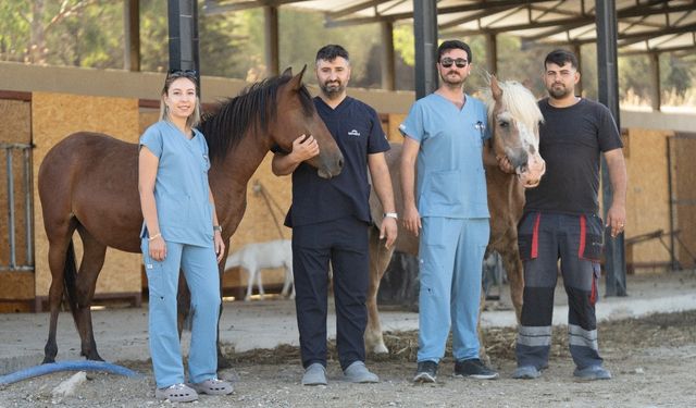 Pako'da bakılan sahipsiz binek hayvanları yeni yuvalarını bekliyor