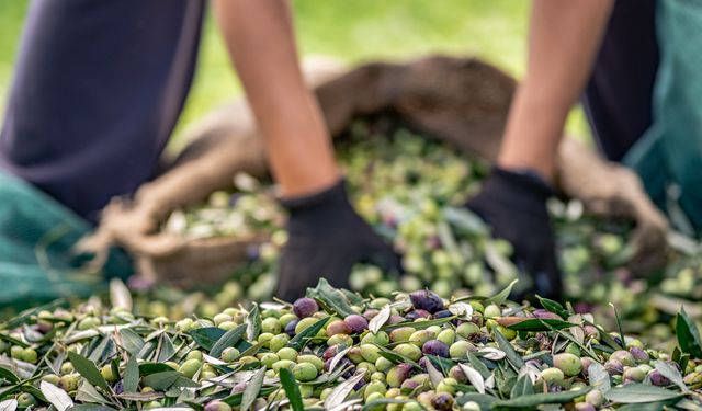 Sofralık zeytin ihracatında, 255 milyon dolarlık gelirle hedef aşıldı
