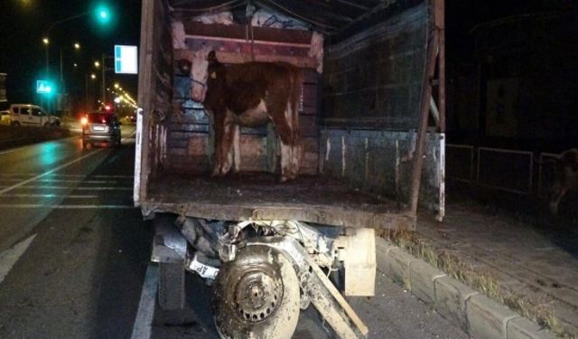 Hayvan yüklü kamyonet kaza yaptı: Ölü ve yaralılar var...