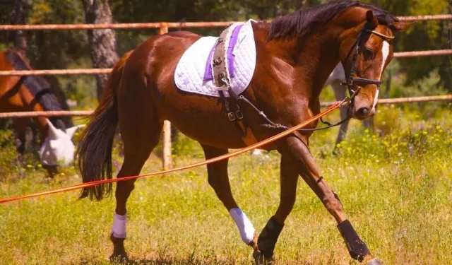 Kuskun nedir, ne anlama gelir, hangi zamanlarda kullanılır?