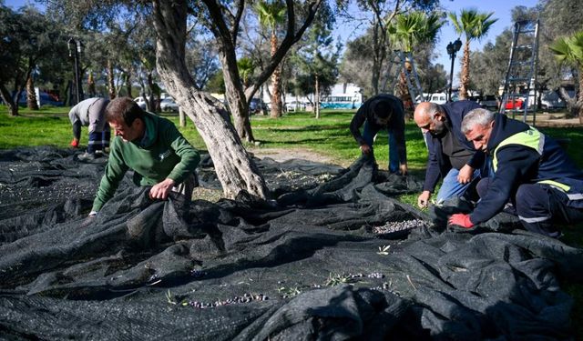 Bornova’nın zeytinleri sosyal dayanışma için toplanıyor