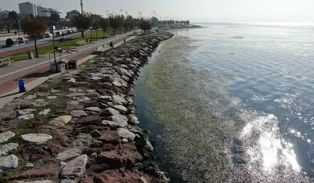 İzmir Körfezi alarm veriyor: Sahil şeridi yeşile döndü!