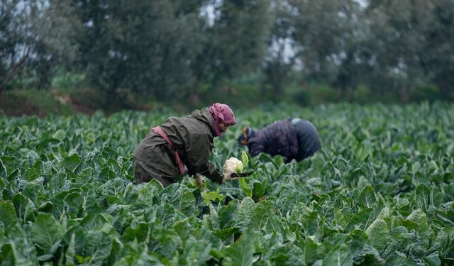 İzmir’de yerli fideler üreticiye yüzde 40’a varan verim sağladı