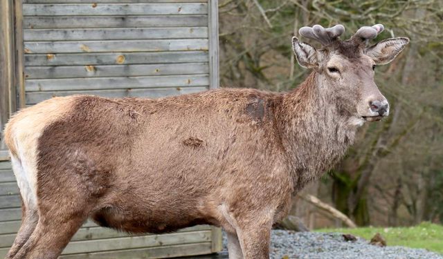 Kızıl geyik popülasyonu bilimsel yöntemlerle güçlendiriliyor