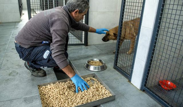 Yemek artıkları hayvan mamasına dönüşüyor
