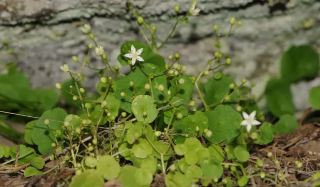 İzmir’in dağlarında yeni bir endemik tür keşfedildi