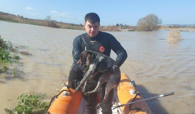 İzmir'de umut dolu anlar: Ekiplerden tüm canlara yardım eli