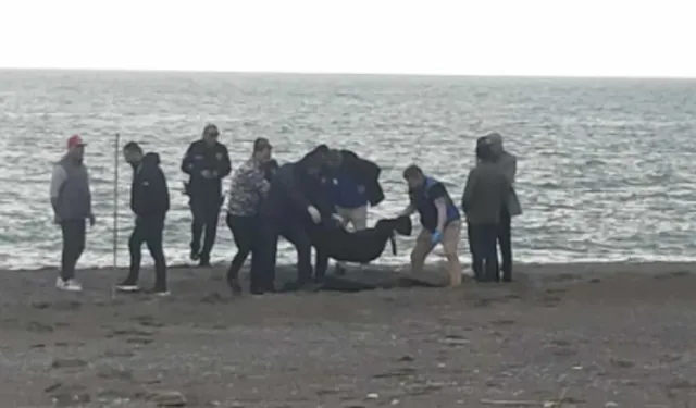 Sahilde parçalanmış erkek cesedi bulundu