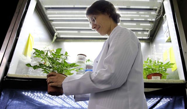 Uzay koşullarında bitki yetiştirme araştırmasına Türk imzası