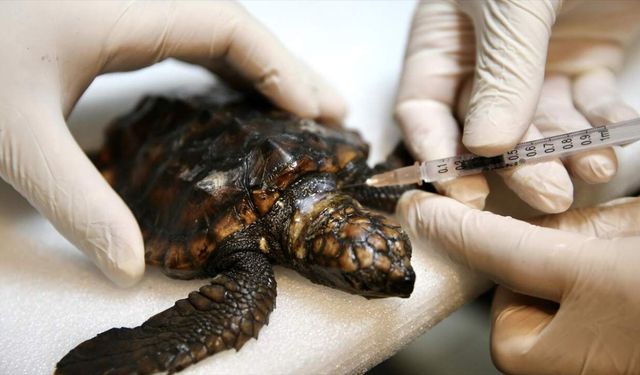 Yaralı bulunan caretta caretta yavrusu tedavi altında