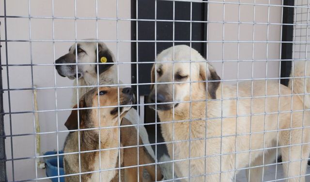 Bayraklı’da can dostların bakımevleri yenilendi