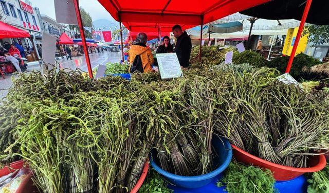 Bodrum’da acı ot festivali yoğun katılımla başladı