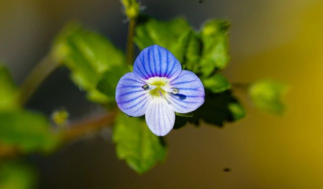 Cırcamuk nedir, ne işe yarar, nasıl görünür?