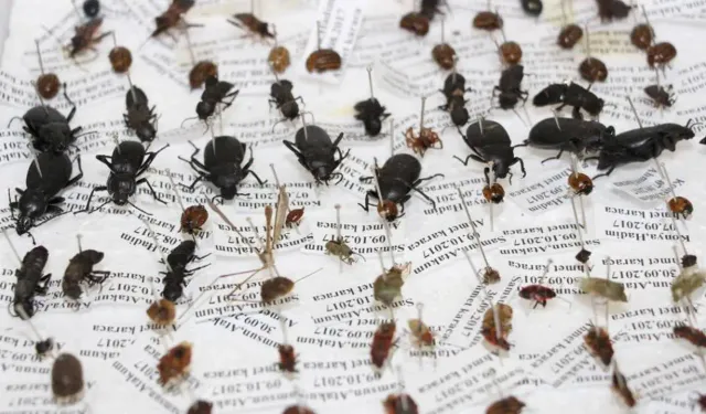 Sessiz tanıklar iş başında: Böcekler cinayetleri nasıl aydınlatıyor?