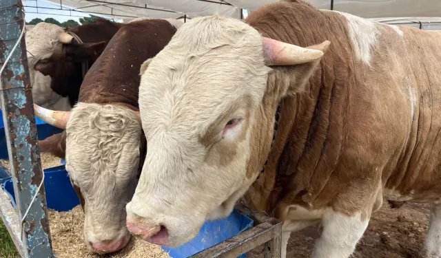 İzmir'de kurban pazarları 201 ayrı noktada kurulacak