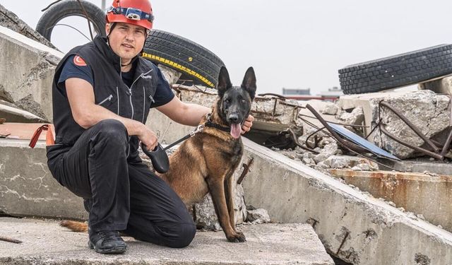Barınaktan kahramanlığa: Momo enkaz için eğitiliyor