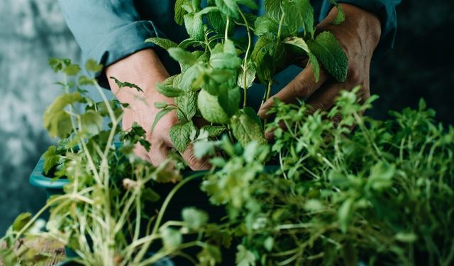 İzmir’de “ot” krizi: Tarladan tezgâha katbekat fark
