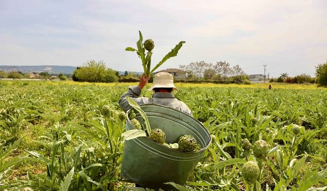 12. Uluslararası Urla Enginar Festivali açılış için gün sayıyor!