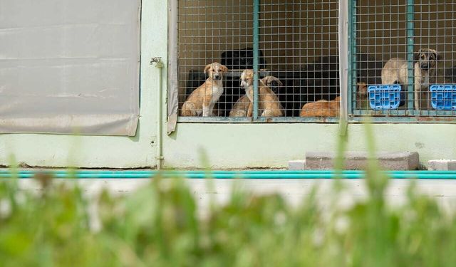 Menemen Belediyesi, 50 bini aşkın can dosta şifa oldu