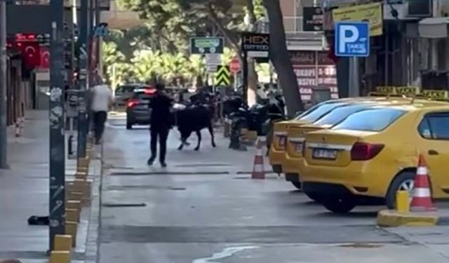 İzmir'de sahibinin elinden kaçan dana ortalığı birbirine kattı