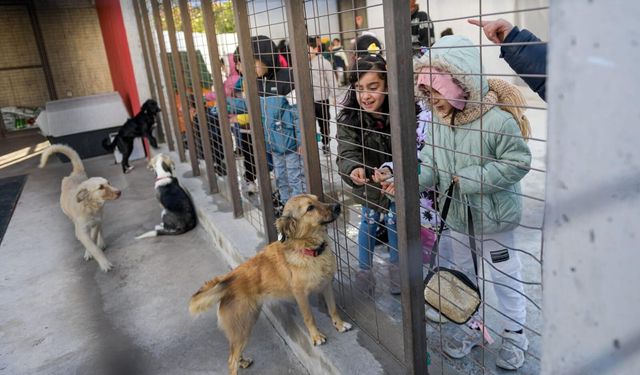 Büyükşehir’den Dikili'ye tam teşekküllü sokak hayvanları kampüsü