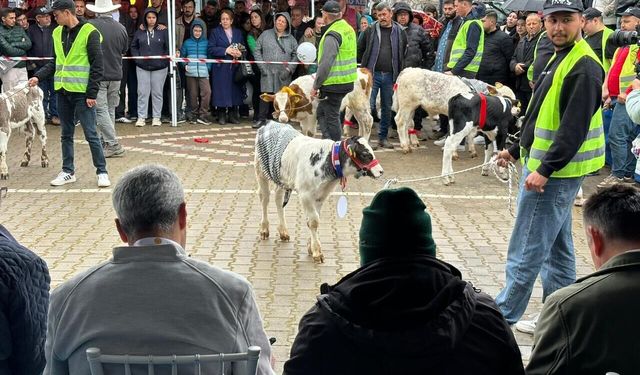 Ödemiş’te Buzağı Güzellik Yarışması: Üreticiler kıyasıya yarıştı