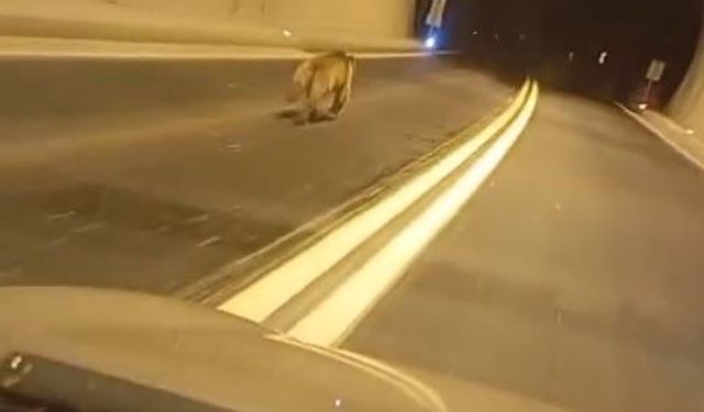 Tünelde ayı paniği! Aracın önünde metrelerce koştu