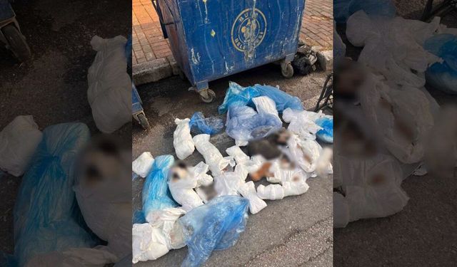 İzmir'deki kedi vahşetinde veteriner hekim serbest kaldı, başsavcılık itiraz etti