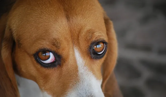 Bakan Çiftçi: Yıl sonuna kadar tüm sokak köpekleri toplanacak