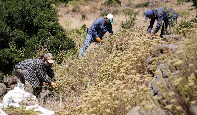 İzmir dağlarında 40 yıllık kekik geleneği sürüyor