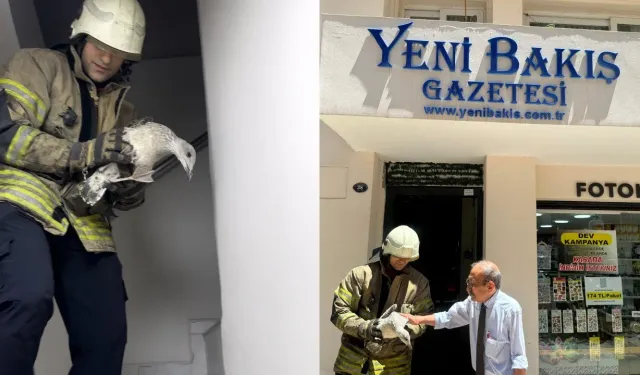 Gazetemize sığınan yaralı yavru martıya İzmir itfaiyesinden destek