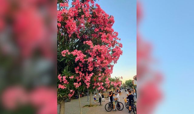İzmir'in dört bir yanında rengarenk zakkumlar açtı