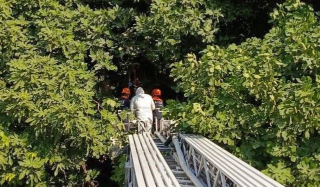 Kötü kokunun sebebi dehşete düşürdü: Ağaca asılı erkek cesedi bulundu