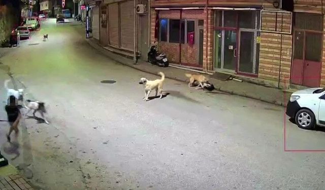 Sahipsiz köpek d*hşeti: Scooterli çocuk son anda kurtuldu!