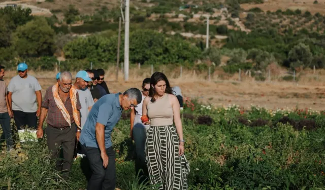 Ata tohumları Çeşme’nin topraklarında çoğalıyor