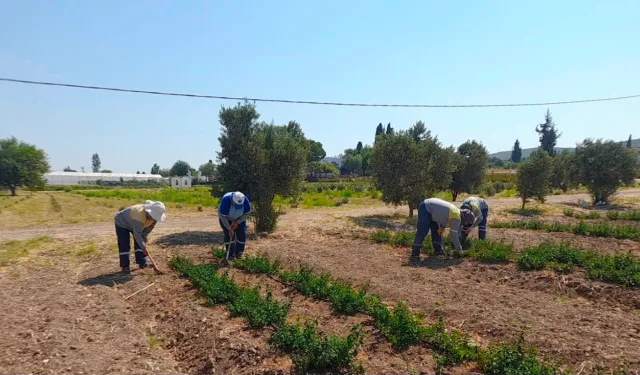 Begonvilden biberiyeye: Didim’de üretim çeşitleniyor