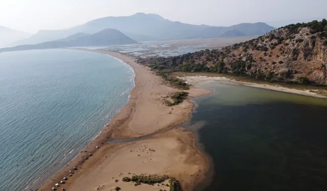 Caretta caretta Tuba’nın yeni rotası Bodrum oldu