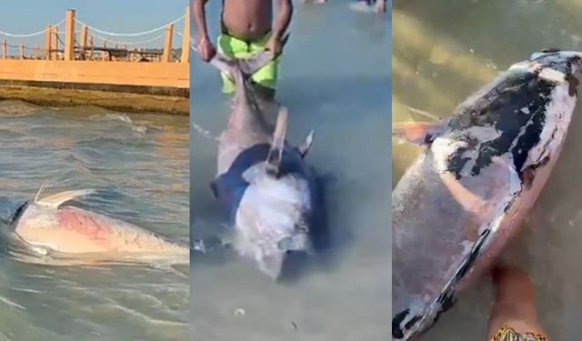 İzmir’de 9 ölü orkinos kıyıya vurdu: Yetkililer uyardı