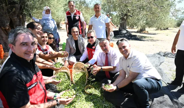 Türkiye’de sezonun ilk zeytin hasadı Dikili Bademli’de yapıldı
