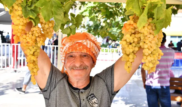 Urla’da 2600 yıllık gelenek yeniden canlanıyor: Bağbozumu başlıyor