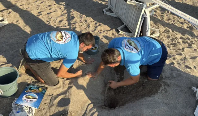 Bodrum’da caretta caretta sevinci: 62 yavru denizle buluştu