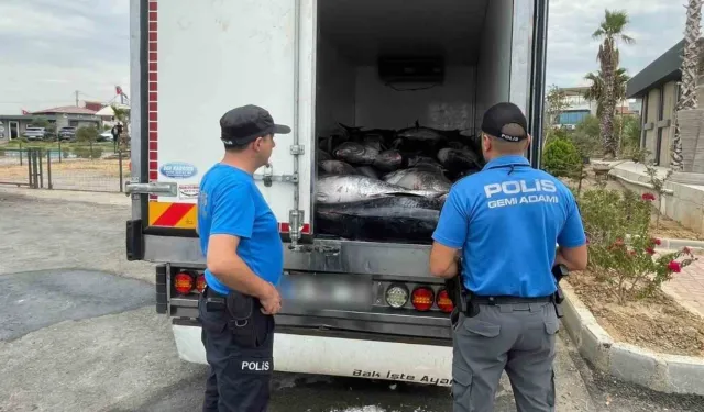 İzmir’de kaçak avlanan 3 ton mavi yüzgeçli orkinos ele geçirildi