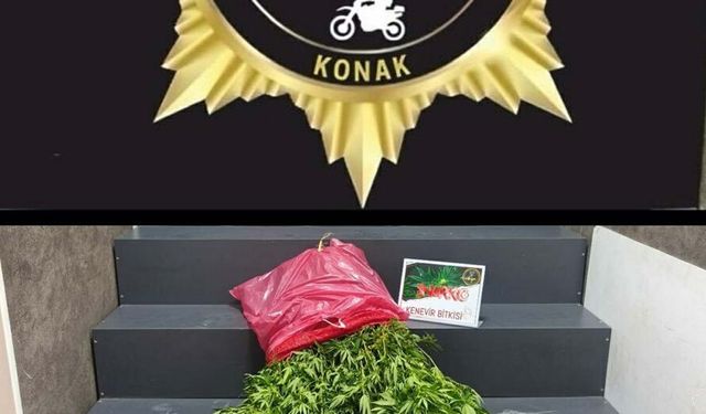 İzmir’de narkotik ekiplerinden operasyon: 40 kök Hint keneviri ele geçirildi