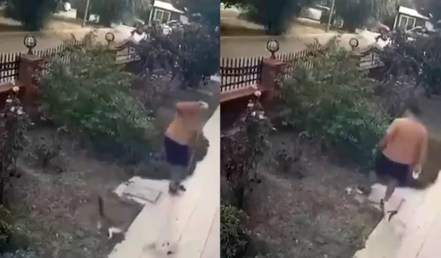 İzmir’de yavrulu kediye tekme atan şüpheli yakalandı