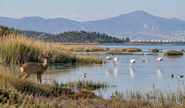 İzmir’in saklı yaban hayatı: 3 özel koruma alanı