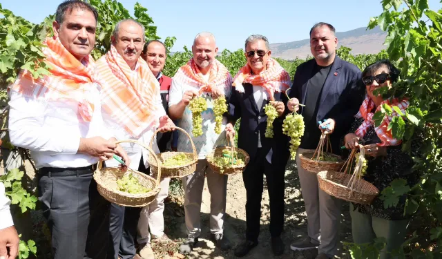 Menemen bağlarında hasat zamanı