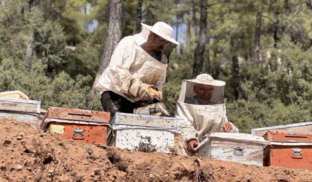 Muğla’da çam balı bereketi arıcıların yüzünü güldürdü