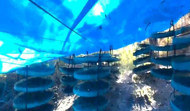 İzmir ve Muğla’da eş zamanlı operasyon: 7 kişi tutuklandı