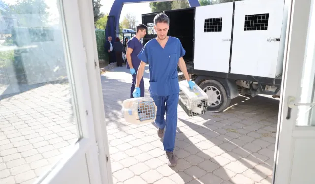 Buca'da sokak hayvanları üzerinden ortaya atılan iddialara yanıt
