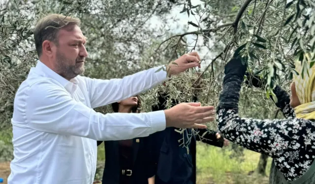 Gümrükçü, Dikili'den seslendi: Daldaki altın tarlada kalacak, acil önlem alın!